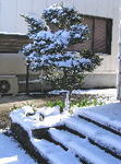 雪-1