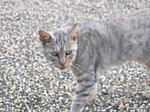 八坂ねこ-1