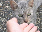 八坂ねこ-2
